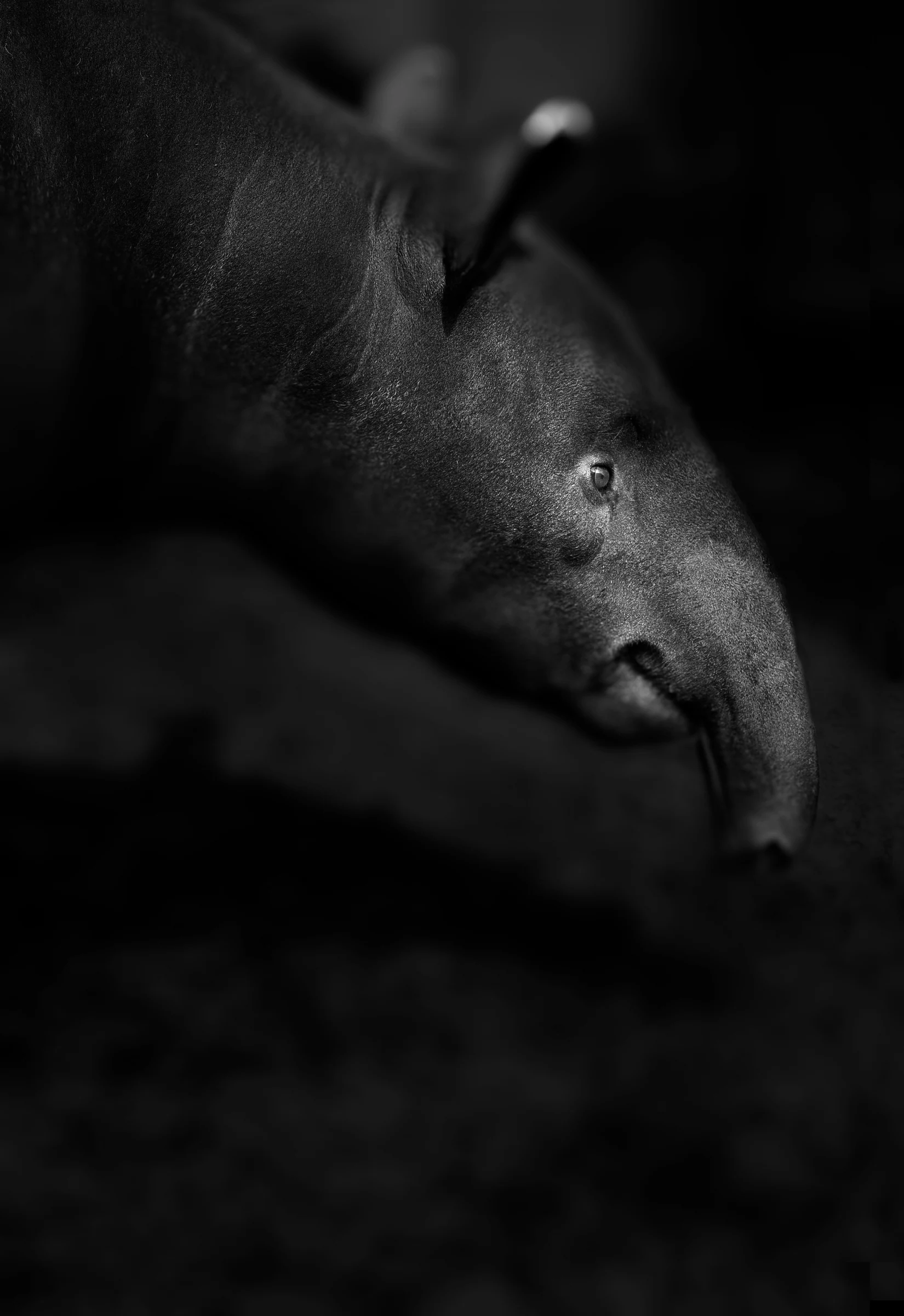 Portræt af en tapir i sort-hvid