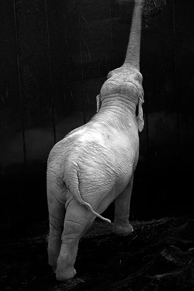 Elefant med snablen strakt opad