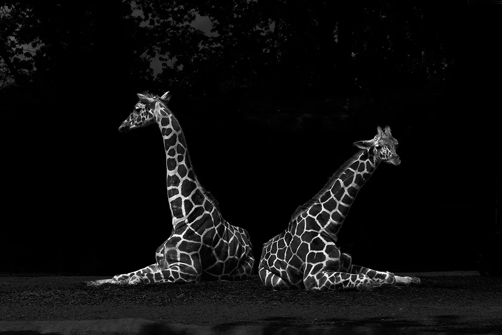 Netgiraffer, All the things you are